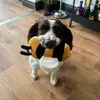 Reggie - @reginaldthespringer - TikTok
