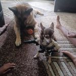Reginald Tyler - @papahorse - Instagram