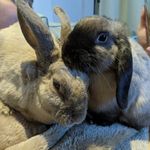 Reginald and Wesley - @thebunzalezfam - Instagram