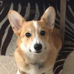 Reggie - @reginaldwestbrookthecorgi - Instagram
