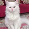 reham saad - @reham.saad3 - TikTok