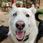 Reid Dickson - @rockersbrewsandrescues - Instagram