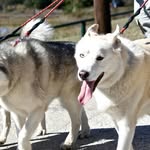 reiddickson - @hardrockhopsandhuskies - Instagram