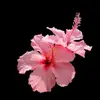 reidunn_210 - @reidunn_210 - TikTok