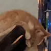 Reid Ryan - @reid.ryan6 - TikTok