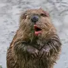 reilly_adisyn - @_reilly.brown_ - TikTok