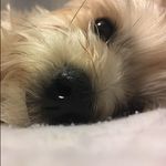 Reilly Hogan - @fuzzypup11 - Instagram