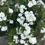 Reina Cano - @reina.cano.7712 - Instagram