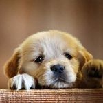 reinaldo guerra - @reinaldoguerra87 - Instagram
