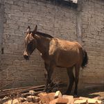 Reinaldo Bañuelos Montaño - @reinaldobanuelosmontano - Instagram