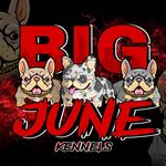 Reinaldo Rivera Jr - @bigjune_kennels - Instagram