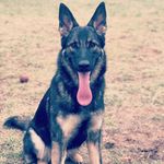 Remi Anderson - @remi_the_gsd_ - Instagram
