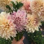 Remi Anderson - @blooming_dahlia97 - Instagram