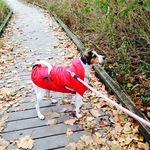 Remi🐶 - @remi._.anderson - Instagram