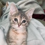 Remi🐈 - @remi_anderson_ - Instagram