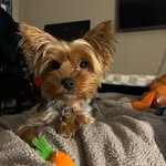 Remi🐶 - @remi_andersonxx - Instagram