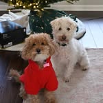 Burton & Remi - @burtonandremithewestiepoos - Instagram