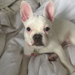 Remi Rue Collins - @frenchie_time - Instagram