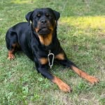 Remi Davis 🐾 - @remiboyprettyboy - Instagram