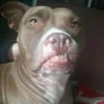 Remi Foster - @remjobdog - Instagram