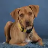 Remi - @foster_dog_remi - TikTok
