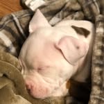 REMI HARVEY - @remithetribully - Instagram