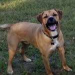 Remi & Jackson & Brendan - @remi_therescue - Instagram
