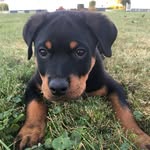 Remi Jackson - @remi_the_rottie13 - Instagram