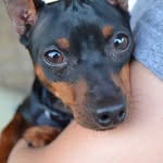 Remi Jackson - @remitheratimeandog - Instagram