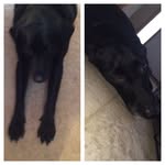 ❤️Remi🐶Jackson❤️ - @_remi.and.jackson_ - Instagram