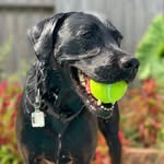 Remi Lynch - @remi_the_labrador_ - Instagram