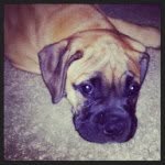 Remi Ortiz - @remi_the_bullmastiff - Instagram