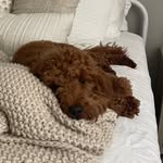Remi Ray - @remiraythedoodle - Instagram