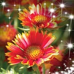 Remi Ray - Facebook