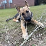 Remi Simmons - @remi_da_gsd - Instagram