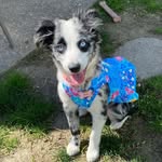 Remi Wall - @remi_the.mini.aussie - Instagram