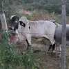 el patrón - @remigioperez55 - TikTok