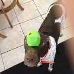 Remington Baron Lee - @theflyingrembaron - Instagram