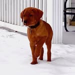 Remington Lee - @remington_the_hunting_dog - Instagram