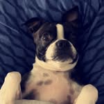 Remington Lee - @remingtonleethebuggy - Instagram