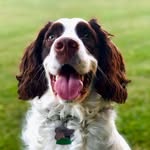 Remington Lee and Jasper James - @remiandjasperthespringers - Instagram