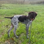 Remington Lee Roshell - @remingtonlee_gsp - Instagram