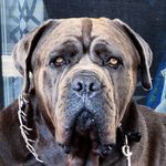 Remington Blue Steele - @remington_blue_steele - Instagram