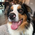 Remington Steele - @remy_the_aussie18 - Instagram