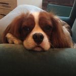 Remington Steele - @remingtonthecavi - Instagram