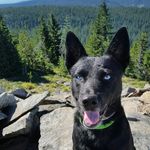 Remington Steele - @remy.the.rescue - Instagram