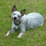 Remington Steele - @remi_the_blueheeler - Instagram