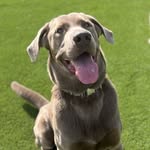 Remington Steele - @remington_steele1222 - Instagram