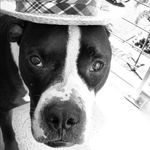Remington Steele - @remingtonsteele - Instagram