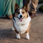 Remington Steele - @remington_steele_corgi - Instagram